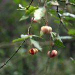 Karpotojo ožekšnio vaisiai