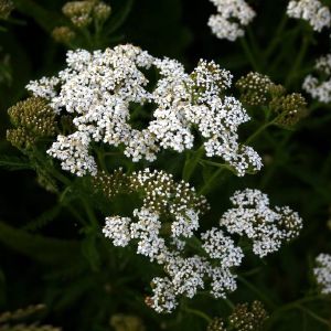 Kraujažolė, paprastoji