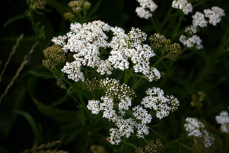 Kraujažolė, paprastoji