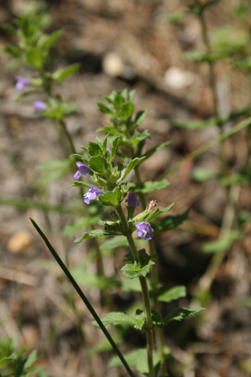Žvirgždė, pievinė