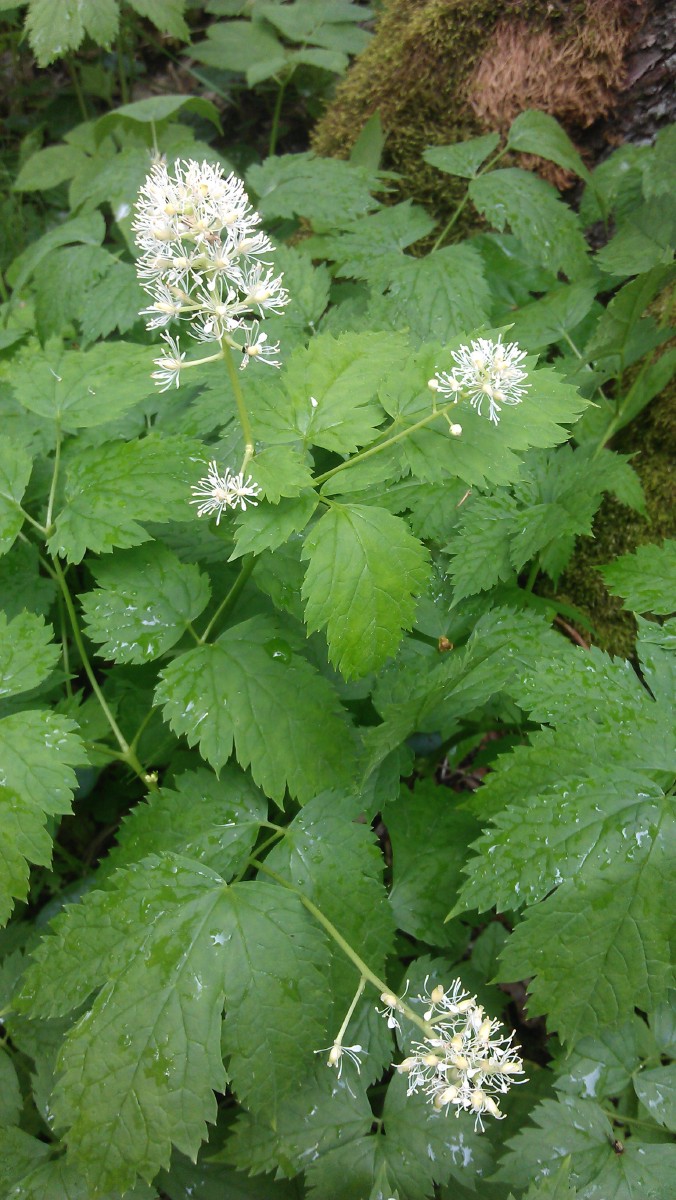 Juodžolė , varpotoji