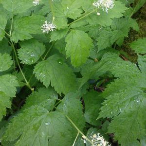 Juodžolė , varpotoji