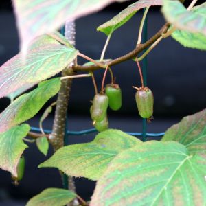 Aktinidija, margalapė