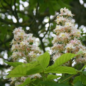 Kaštonas, paprastasis