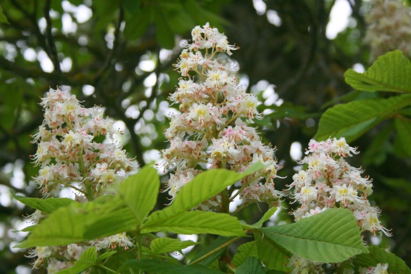 Kaštonas, paprastasis