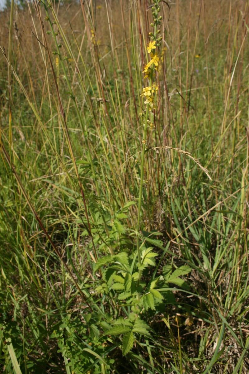 Dirvuolė, vaistinė