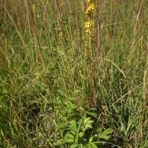 Dirvuolė, vaistinė