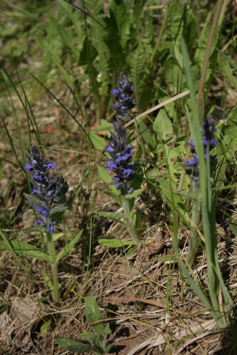 Vaisgina, gauruotoji