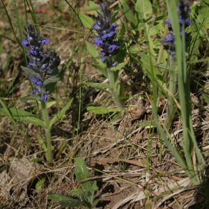 Vaisgina, gauruotoji