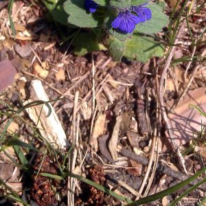 Vaisgina, šliaužiančioji