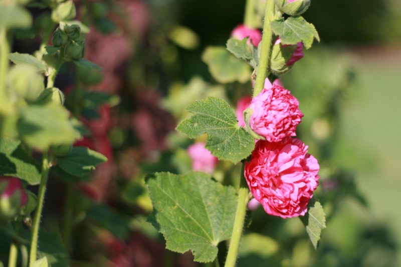 Piliarožė, aukštoji