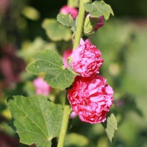 Piliarožė, aukštoji