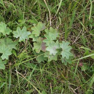 Rasakila, paprastoji