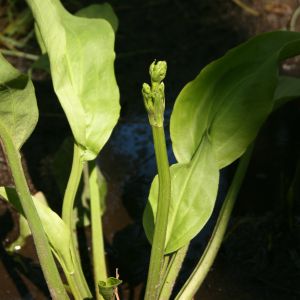 Dumblialaiškis, gyslotinis