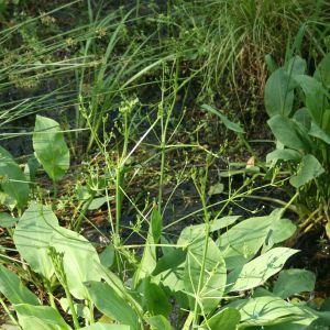 Dumblialaiškis, gyslotinis