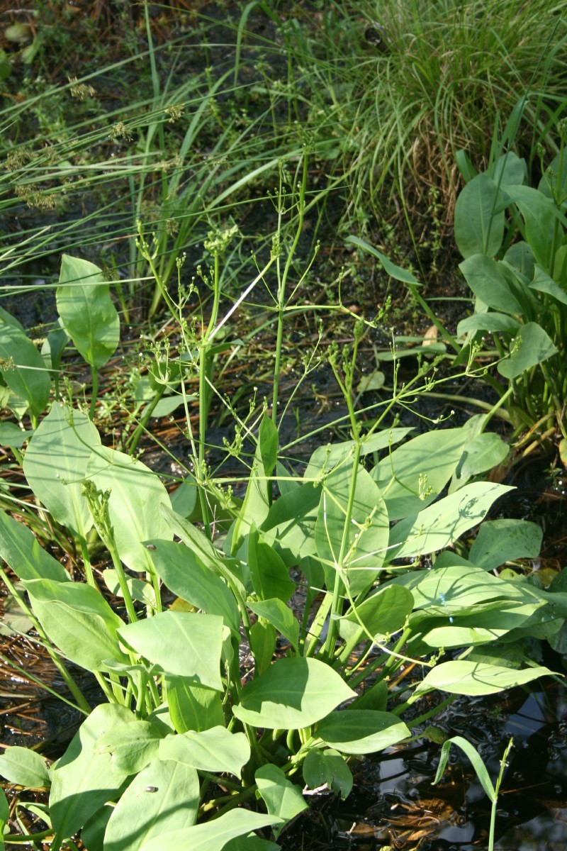 Dumblialaiškis, gyslotinis