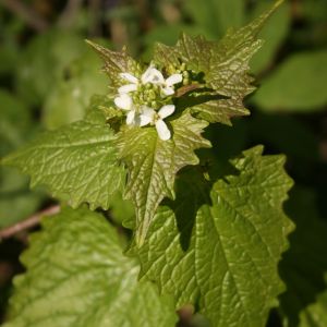 Česnakūnė, vaistinė