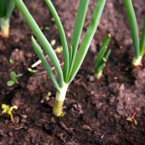 Svogūnas, valgomasis