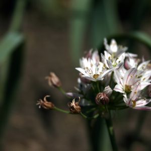 Česnakas, auksažiedis