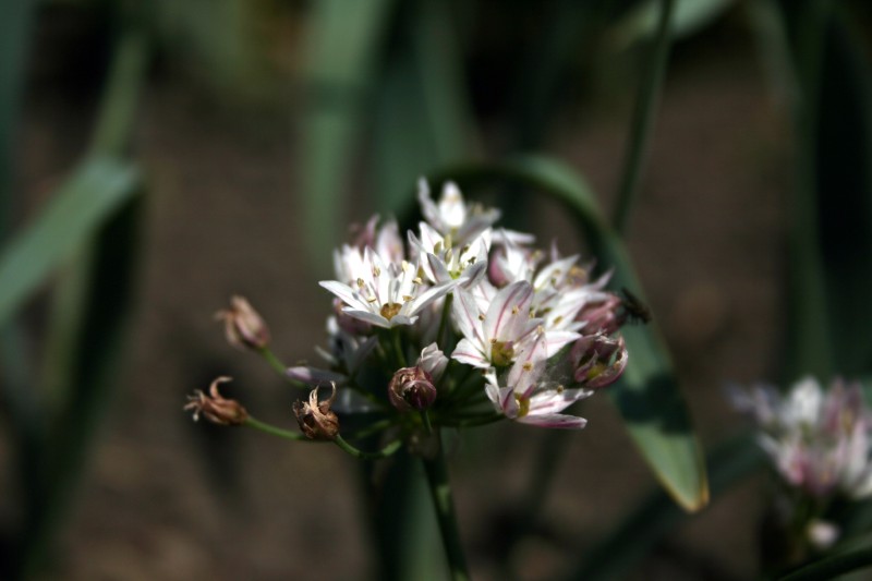 Česnakas, auksažiedis