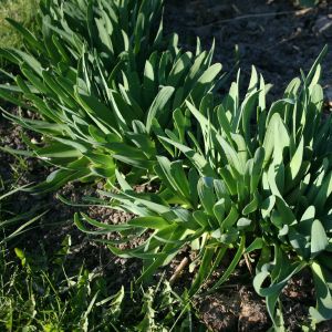 Česnakas, gleivėtasis