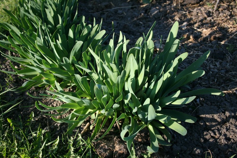 Česnakas, gleivėtasis