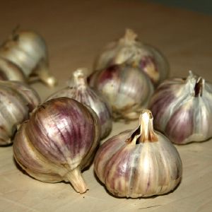 Česnakas, valgomasis