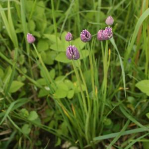 Česnakas, laiškinis