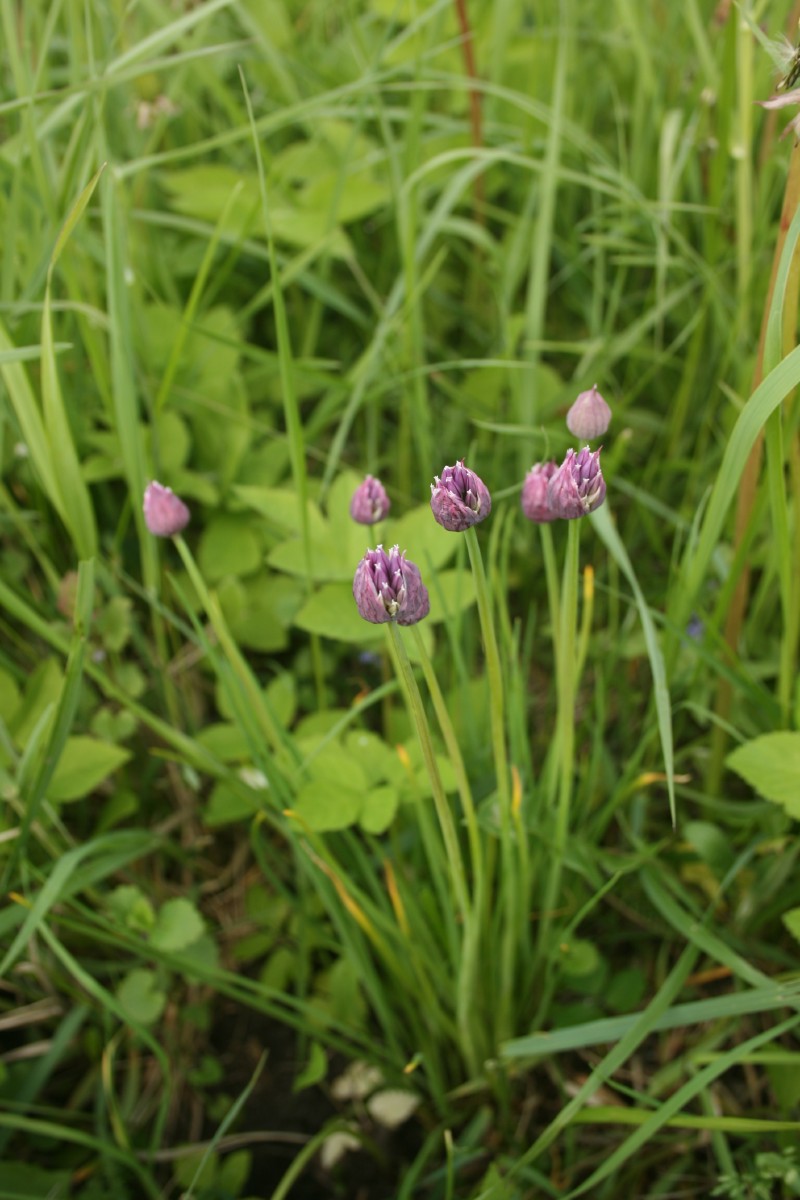 Česnakas, laiškinis