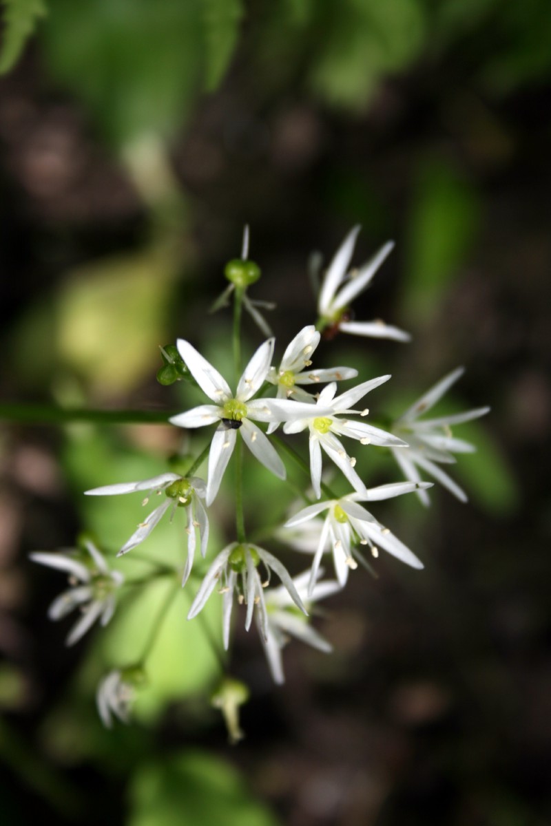 Česnakas, meškinis
