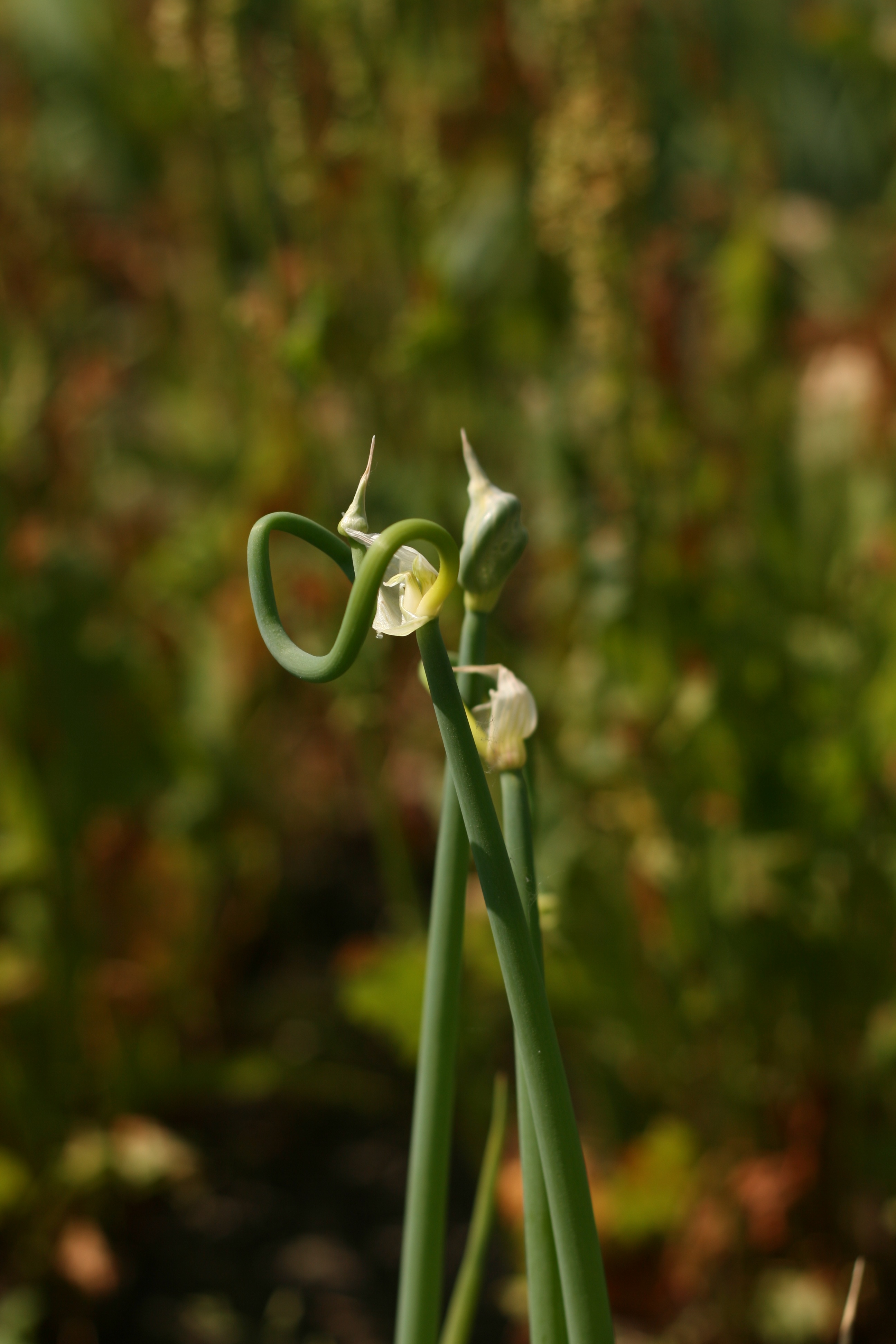 Svogūnas, daugiaukštis