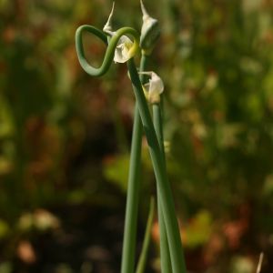 Svogūnas, daugiaukštis