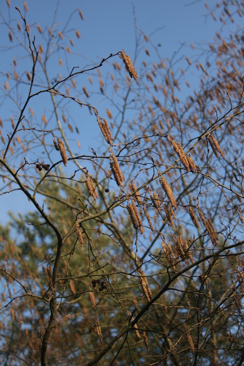 Juodalksnis, paprastasis