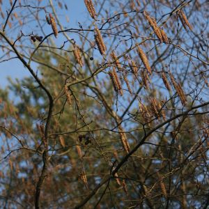 Juodalksnis, paprastasis