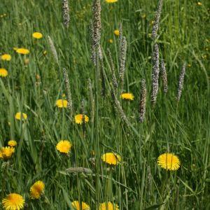 Pašiaušėlis, pievinis