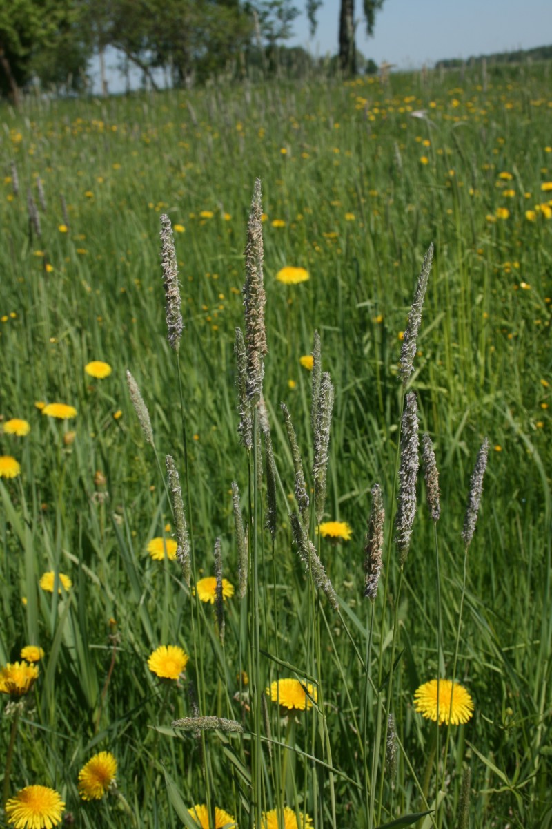 Pašiaušėlis, pievinis