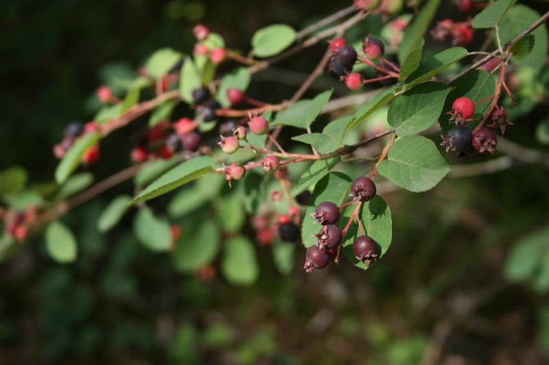 Medlieva, paparstoji
