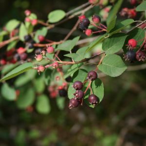 Medlieva, paparstoji