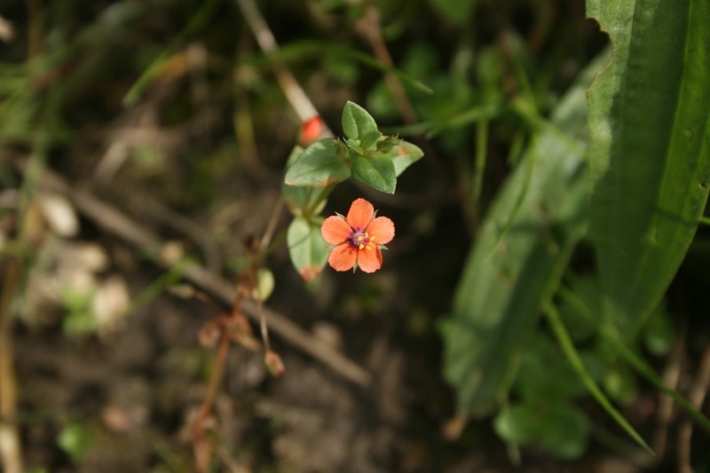 Progailis, raudonžiedis