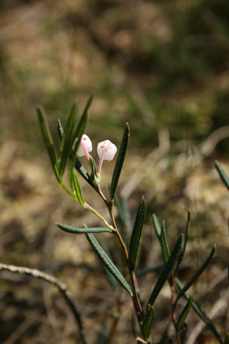 Balžuva, siauralapė
