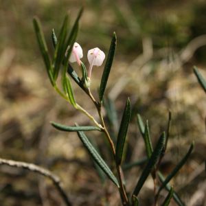 Balžuva, siauralapė