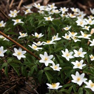 Plukė, baltažiedė