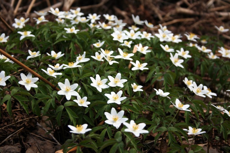 Plukė, baltažiedė