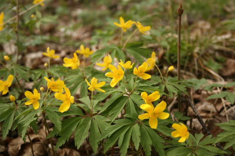 Plukė, geltonžiedė