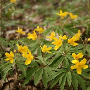 Plukė, geltonžiedė