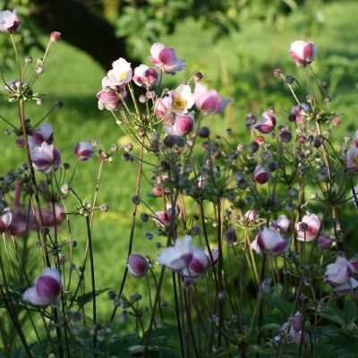 Stambiaziedes plukes