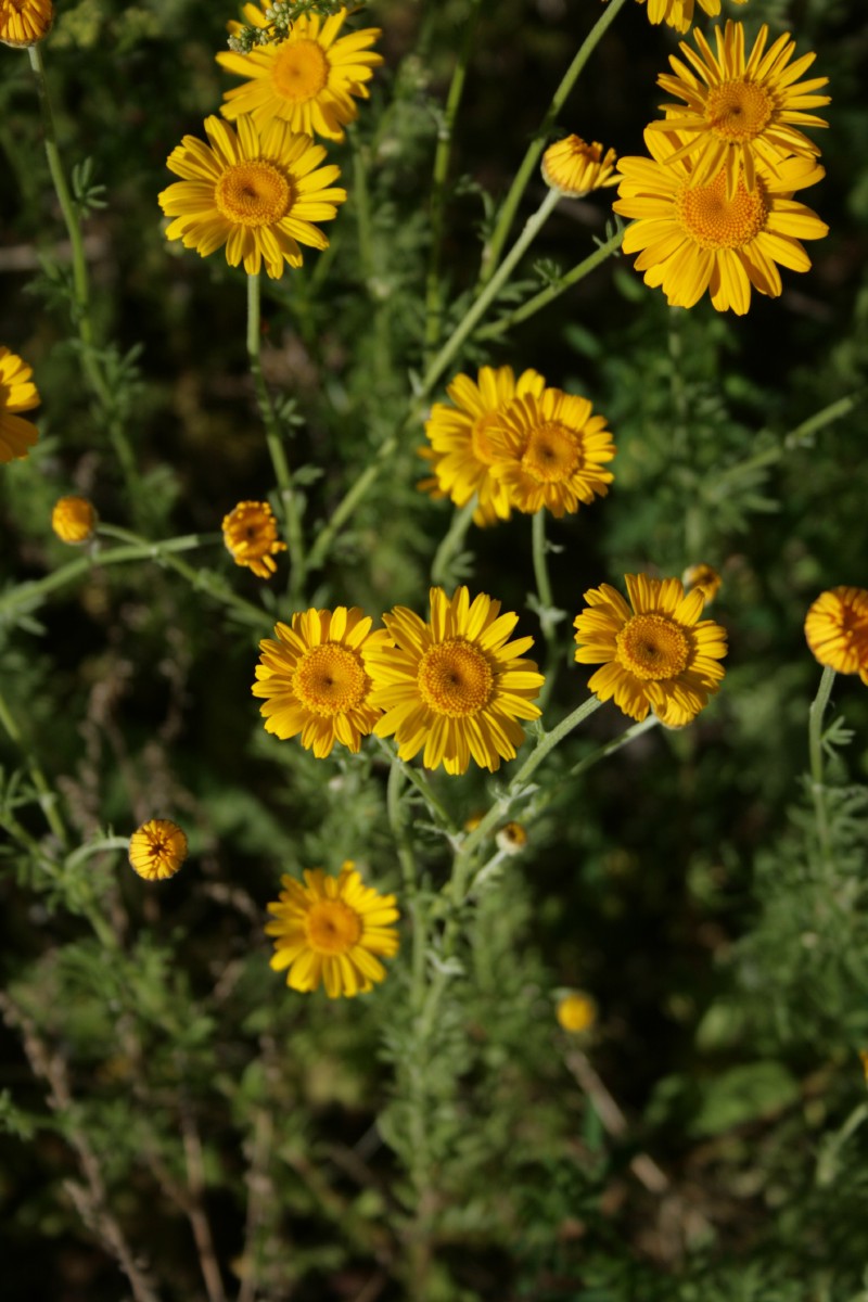 Bobramunis, geltonasis