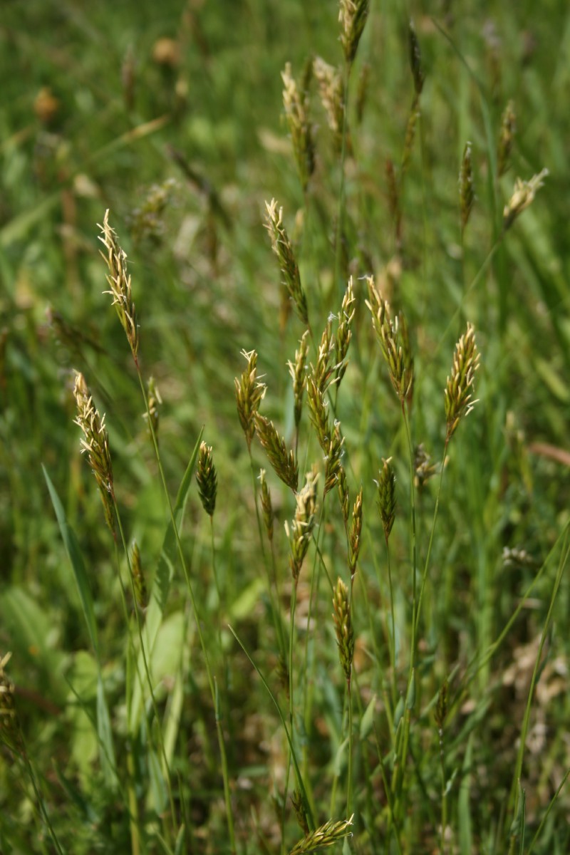 Gardūnytė, kvapioji