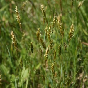 Gardūnytė, kvapioji