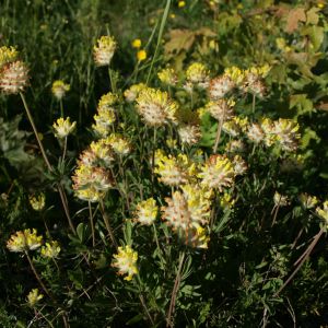 Perluotis, smiltyninis